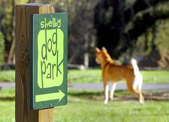 Hudson at the Dog park